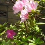薄ピンクのつつじの木に違う色の濃いピンクの花が一つ咲いていました。突然変異？